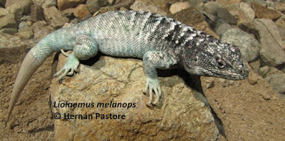 Lagartija cabeza negra (Liolaemus melanops)