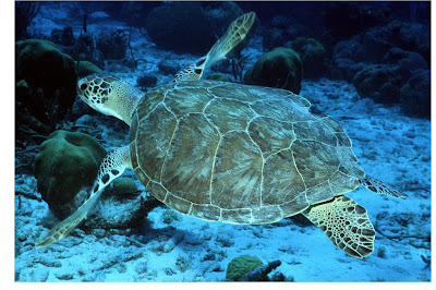 Tortuga verde endangered sea turtle