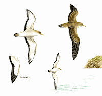 Pardela grande Calonectris diomedea