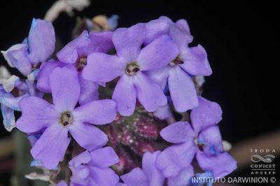 Malva de vaca (Glandularia andina)
