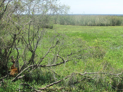 habitat del ciervo de los pantanos