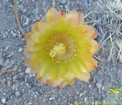 Austrocactus patagonicus