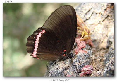 Mariposa alas sangrantes (Biblis hyperia)