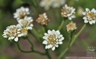 Holocheilus illustris