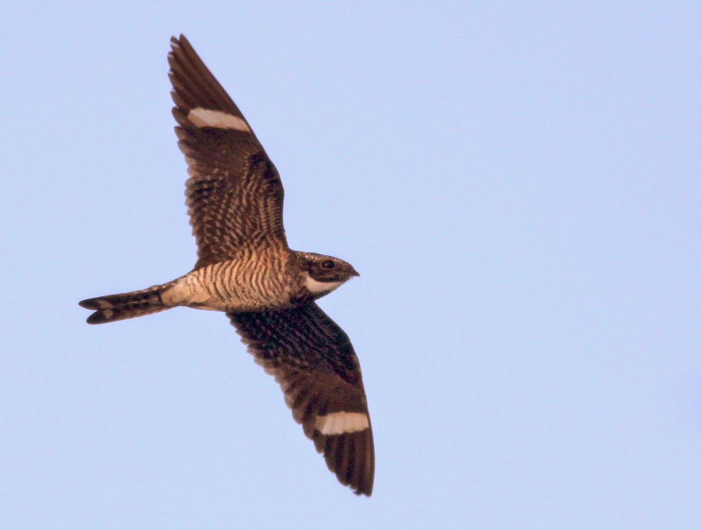 Common Nighthawk