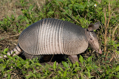 Armadillo de nueve bandas Dasypus novemcinctus