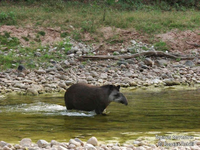 Lowland Tapir