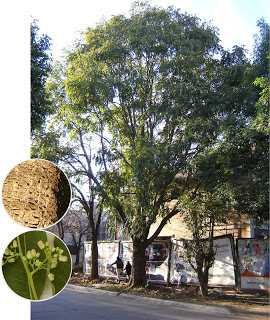 Cedro amargo Cedrela odorata