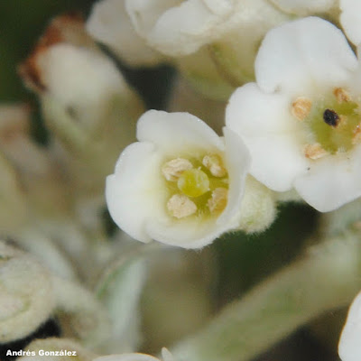 flor de Cambará