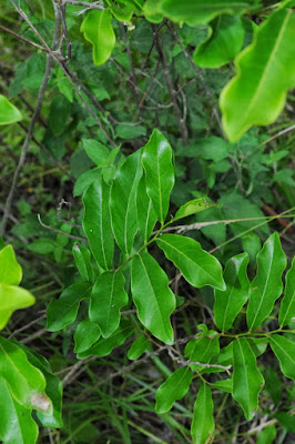 Granadillo (Diospyros inconstans)