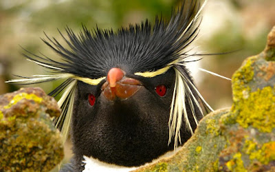 Pingüino de penacho amarillo Eudyptes chrysocome
