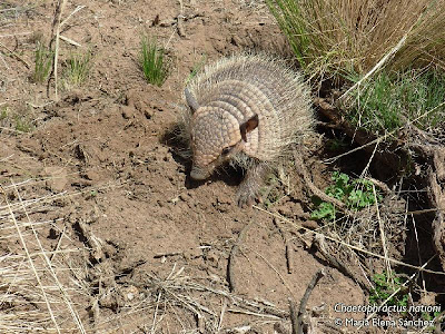 Quirquincho andino Chaetophractus nationi