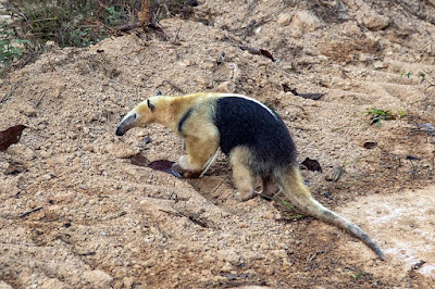 Oso melero (Tamandua tetradactyla)