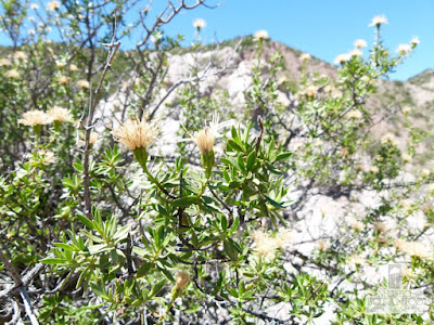 flora de los altos andes