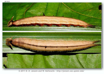oruga de mariposa lechuza