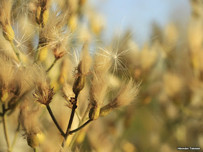 flora argentina