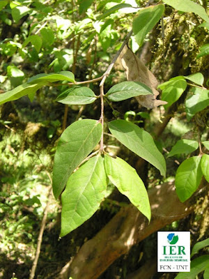 Gúili (Amomyrtella güili) hojas