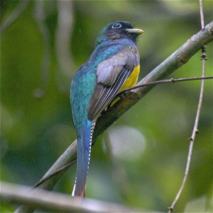 argentinian trogon birds