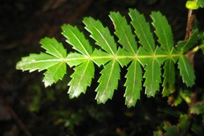 patagonian trees