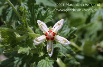 Blumenbachia hieronymi