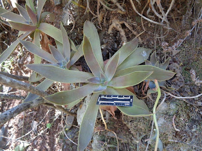 plantas de las yungas