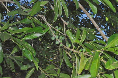 Aguaí (Chrysophyllum gonocarpum)