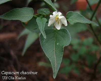 Ají de la mala palabra (Capsicum chacoense)
