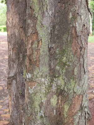 Quebrachillo (Diatenopteryx sorbifolia) tronco