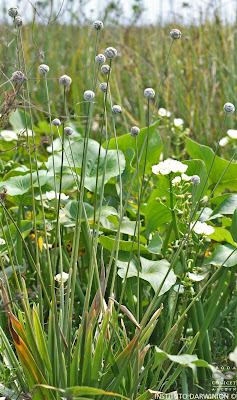 Eriocaulon magnum
