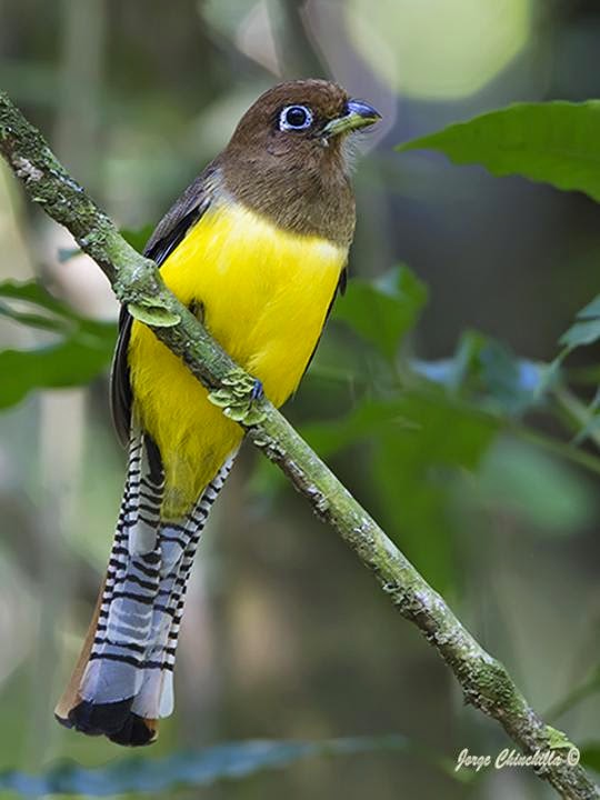 aves de Misiones Surucua amarillo