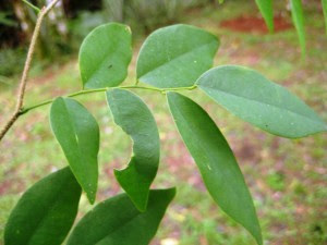 Garapa Apuleia leiocarpa