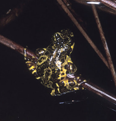 Rana grácil (Batrachyla antartandica)