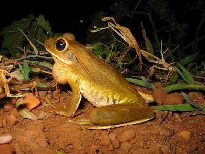 ranas de argentina