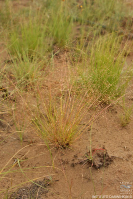 flora de los campos y malezales