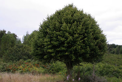 Podocarpus nubigenus