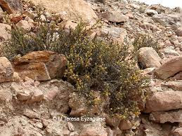 Chuquiraga kuschelii