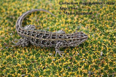 Liolaemus magellanicus