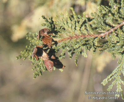 Ciprés de la cordillera Austrocedrus chilensis