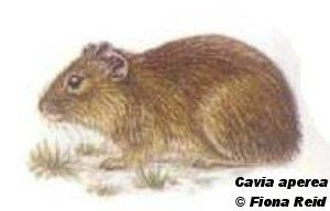 roedores argentinos Cuis campestre Cavia aperea