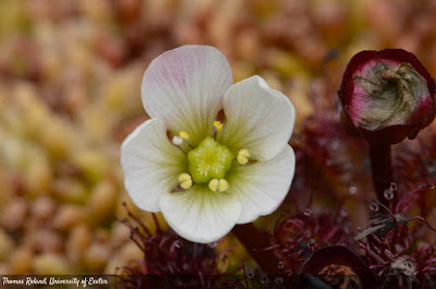 Violetilla de los pantanos (Drosera uniflora)