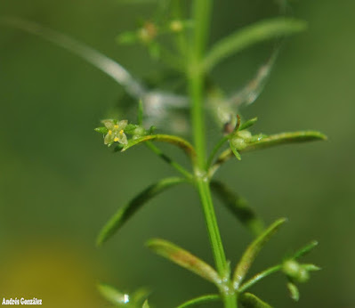 Soconcho (Galium richardianum)
