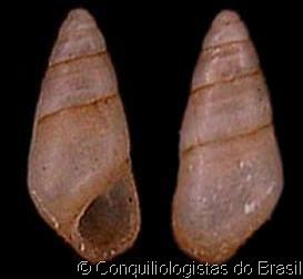 Heleobia australis