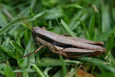 Scotussa brachyptera