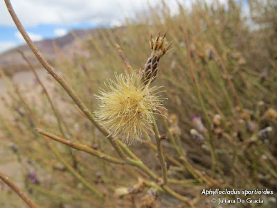 flora de la puna Pular