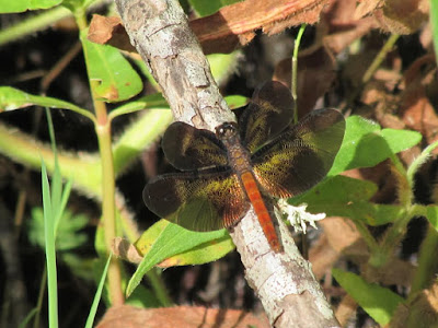 Pytahududu (Diastatops intensa hembra)