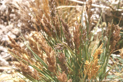 flora nativa