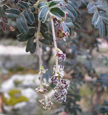 arboles nativos argentinos Queñoa Polylepis tomentella