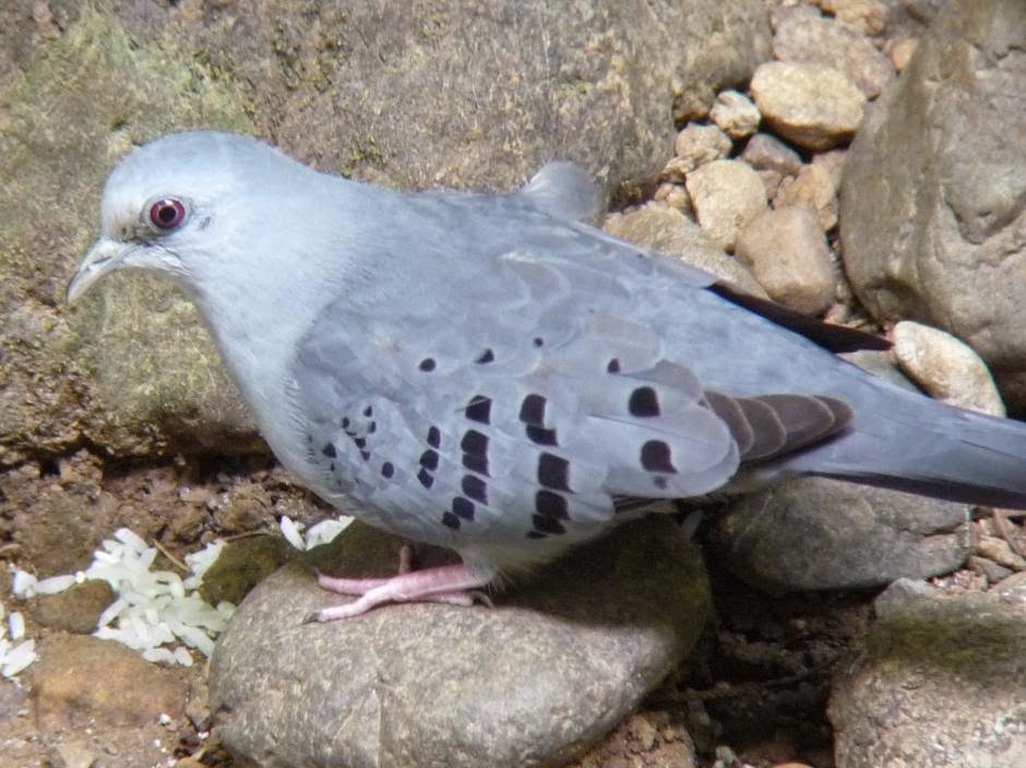 Blue ground dove