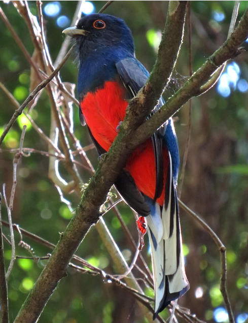 aves de Argentina Surucua comun Trogon surrucura
