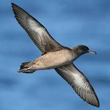 Sooty Shearwater